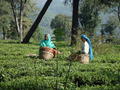 Tea pickers in Palampur