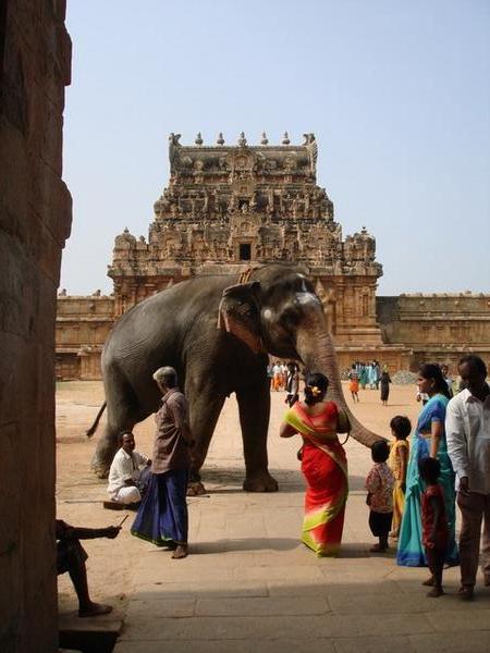 Temple Elephant at Thanjavur