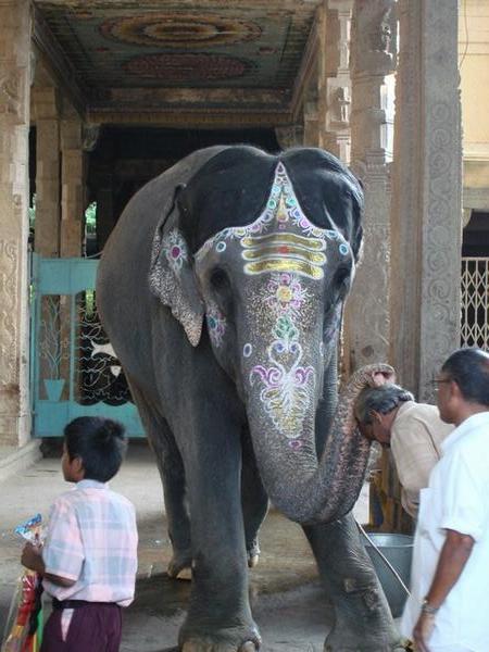 Madurai temple elephant