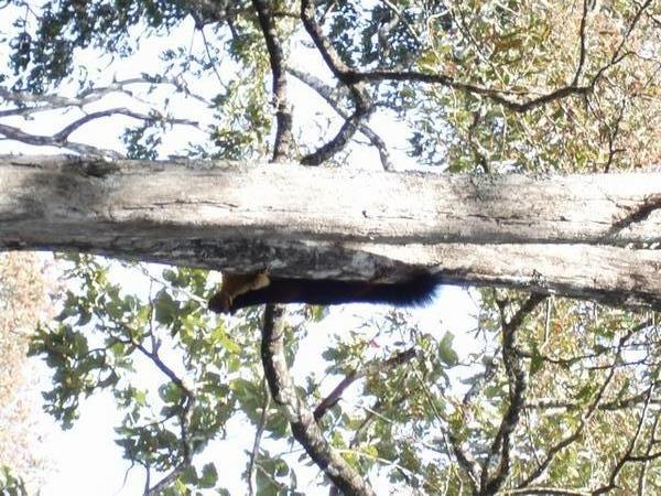 Giant Indian Squirrel
