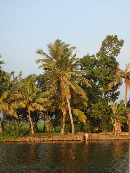 Palm trees lining the backwaters, paddyfields beyond