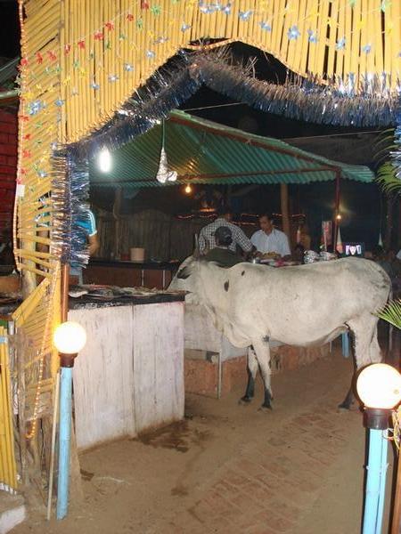 Cow in a restaurant!