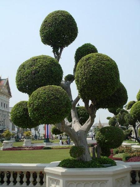 Cool tree at the Grand Palace