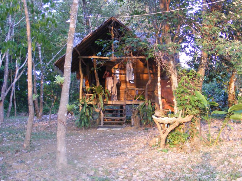 jungle shed