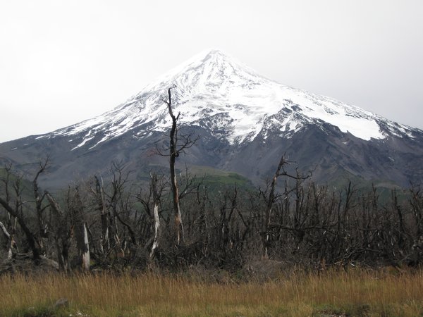 Lanin volcano and the dead forest