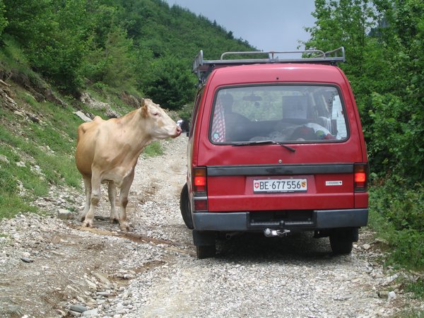 Cow Trouble