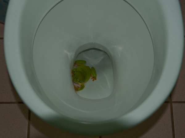 Green Tree frog has lost its way