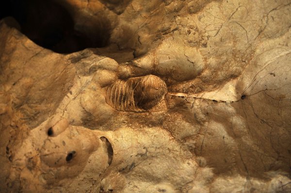 Fossil in Windjana