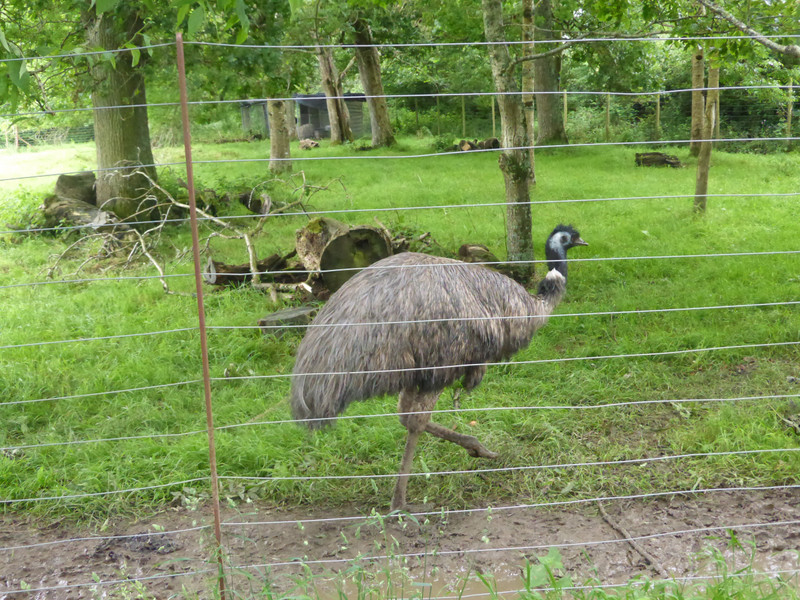 An emu-believe it-at the Lost Gardens of Heligen!