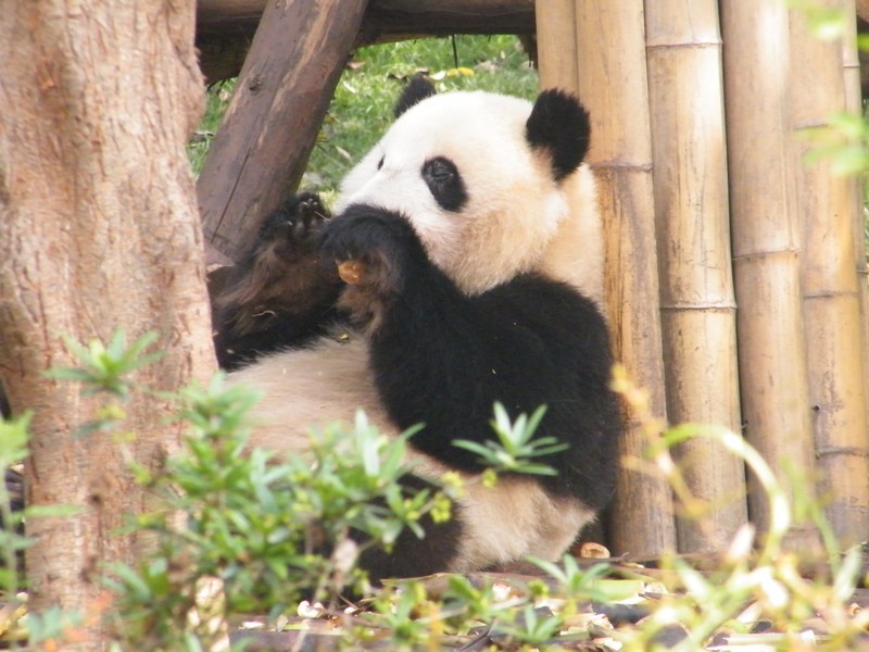 They eat a lot of Bamboo
