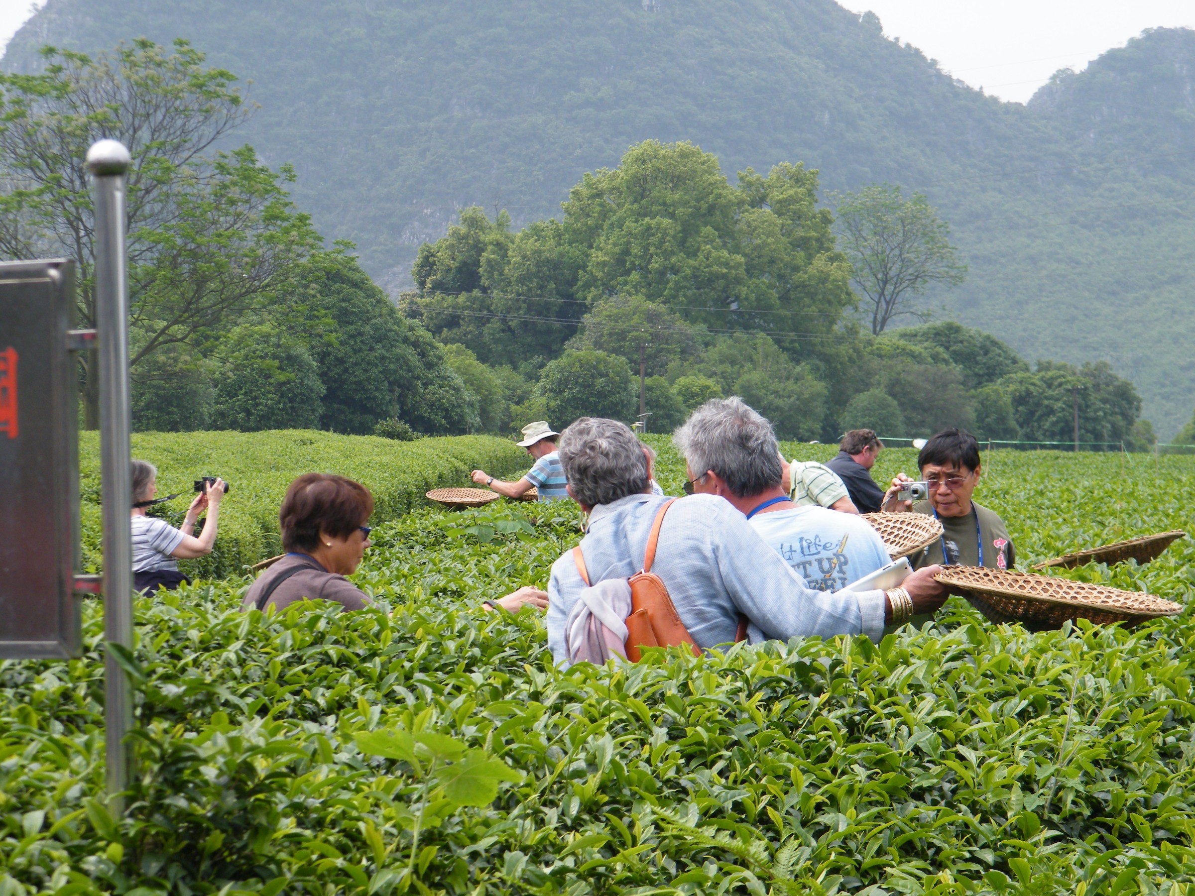 tea-farm-photo