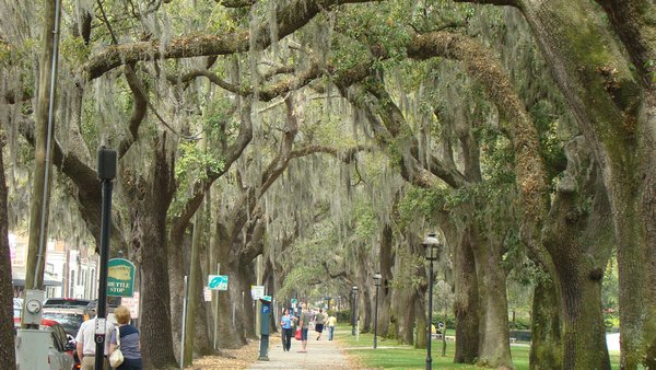 Beautiful tree lined streets of Savannah
