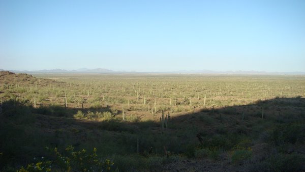 Picacho state park