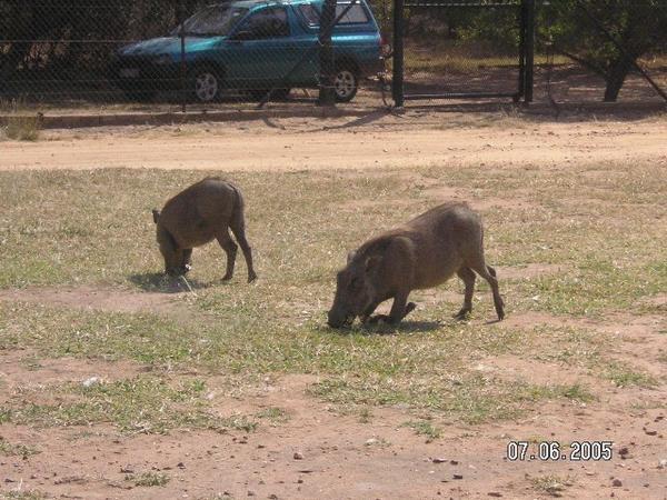 Cute warthogs!!