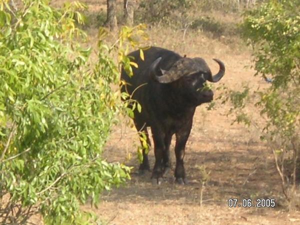 Water buffalo in the Kruger