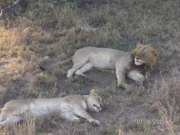 Male and female lion lying right beside the road!!