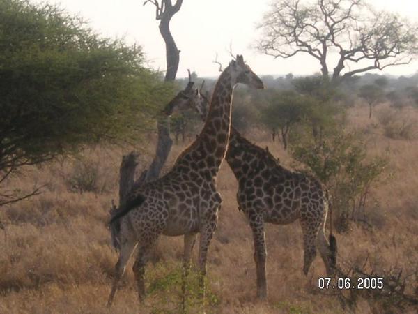 More giraffes....