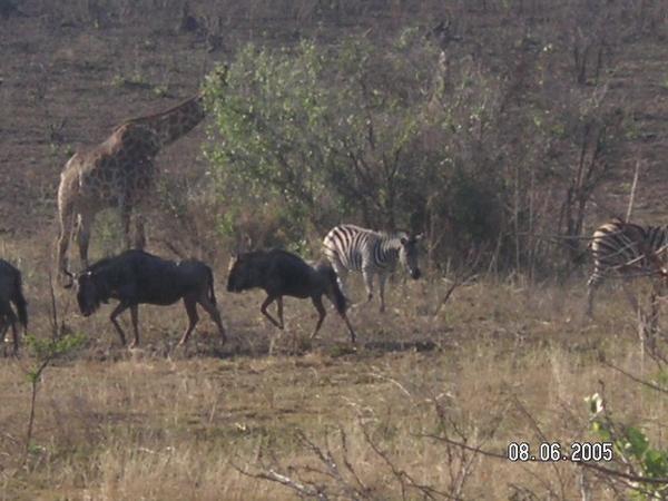 Giraffe, zebra & wildebeest...