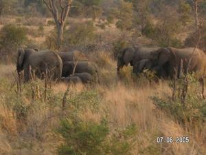 More elephants!!