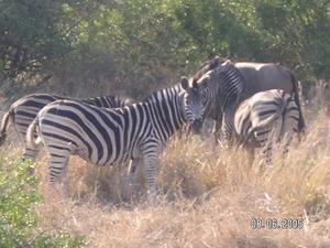 More zebras...