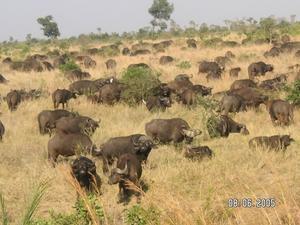 Massive, and quite scary, herd of water buffalo!