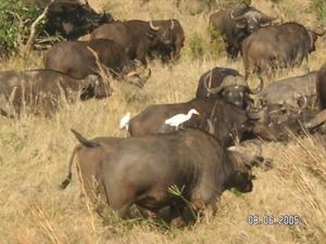 Water buffalo with birds on their back...