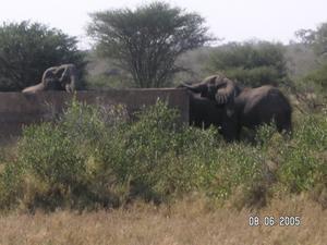 Elephants having a drink...