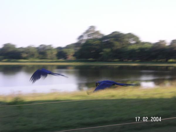 Couple of macaws in flight...