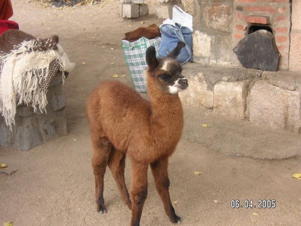 Aww, a baby Alpaca (sort of llama)...!