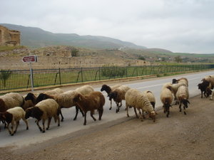 Moutons sur la route