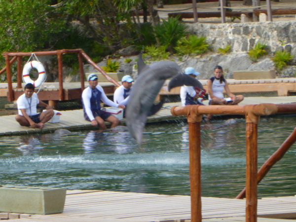 Pirouette de dauphin