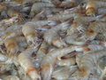 Crevettes géantes