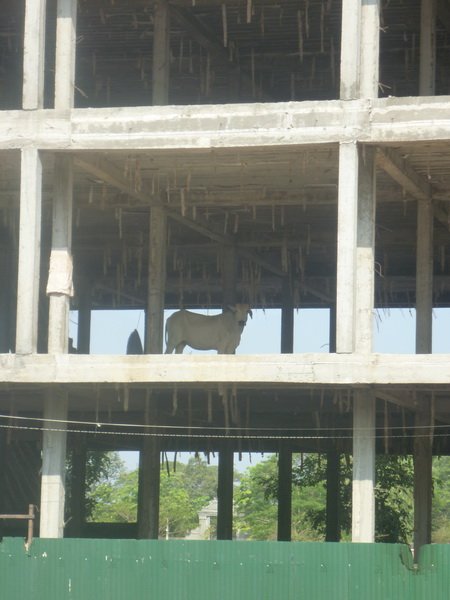 Construction Cow