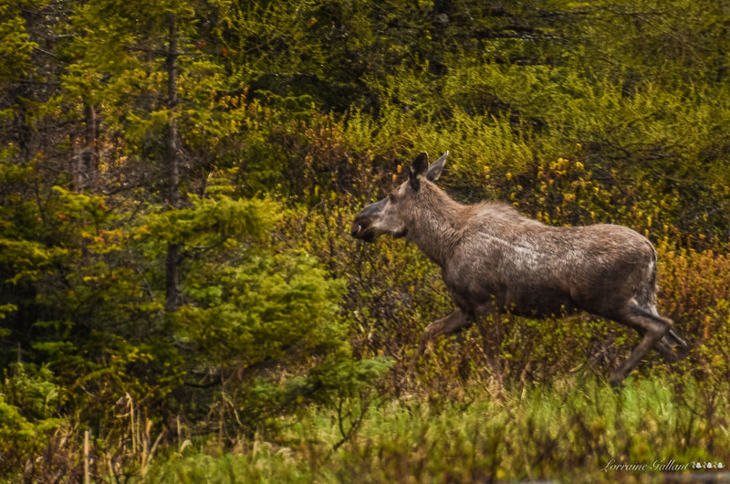 Jeune orignal - Young moose #2