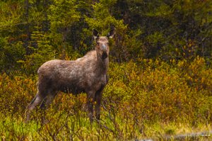Jeune orignal - Young moose