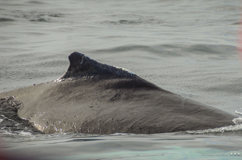 Humpback - Baleine à bosse