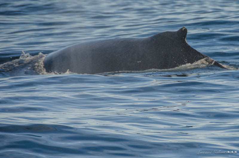 Humpback - Baleine à bosse