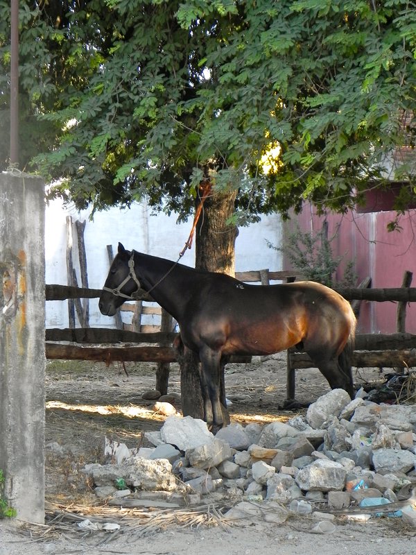 Cheval - Horse