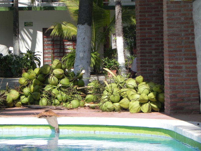 Récolte de cocos - Coconut gathering