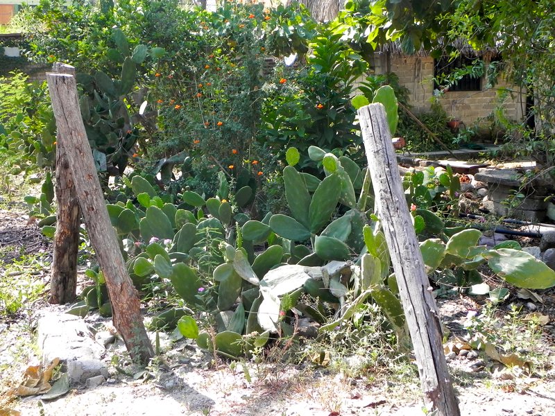 Jardin de cactus- Cacti garden