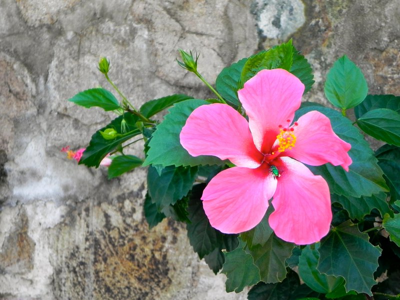 Fleur rose - Pink flower