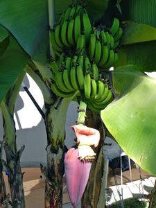 Bananier -- Banana tree 