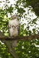 buse à queue rousse - red-tailed hawk