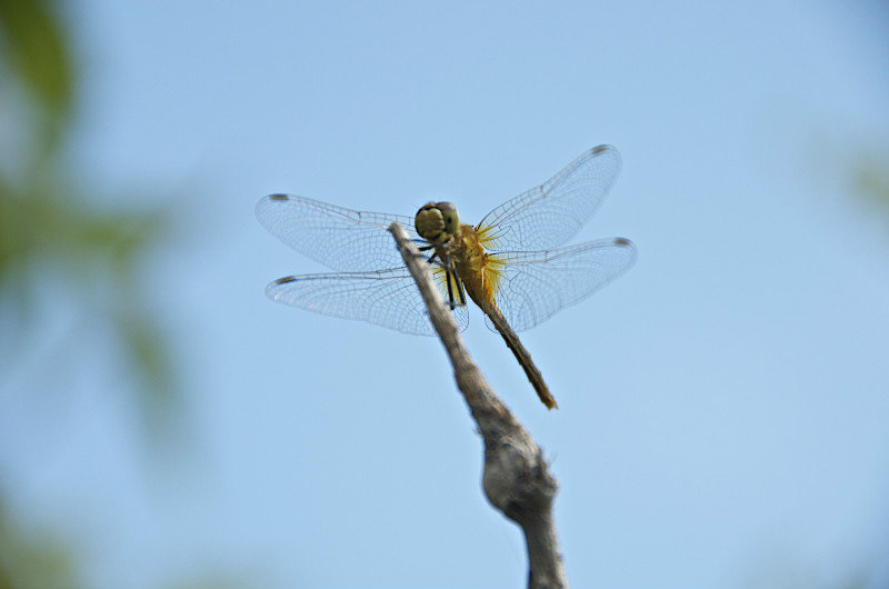 libellule - dragonfly