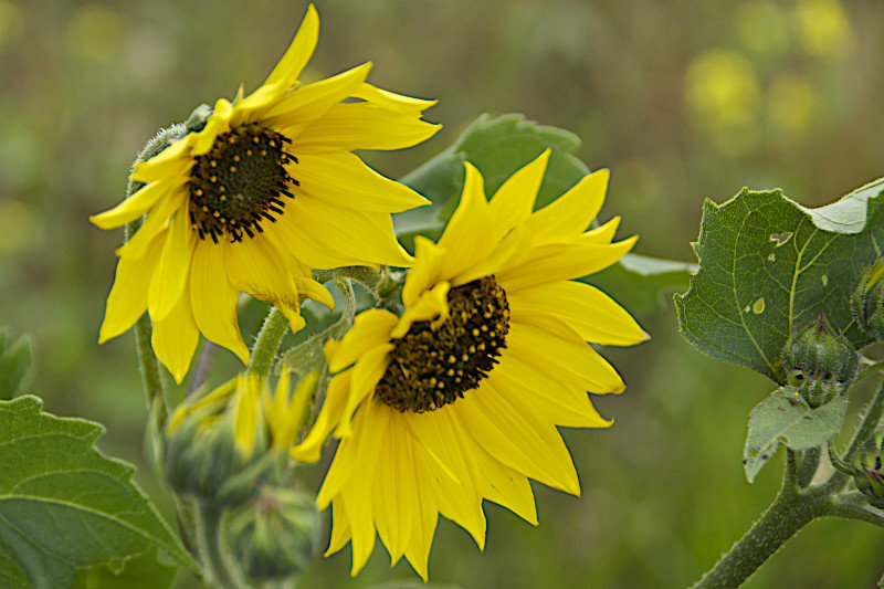 Tournesols - Sunflowers