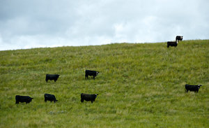 bétail - cattle