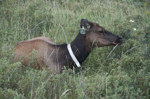 jeune wapiti - young elk