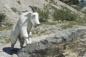 chèvre des montagnes - mountain goal