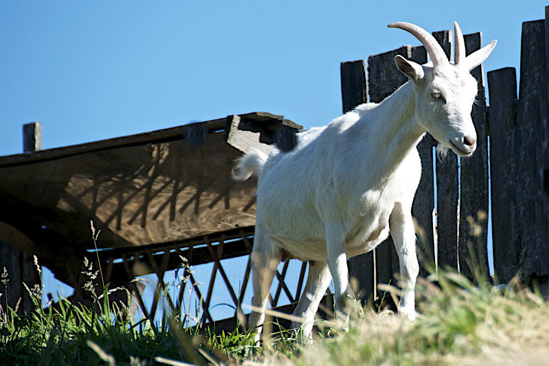 chèvre sur le toit - goat on the roof