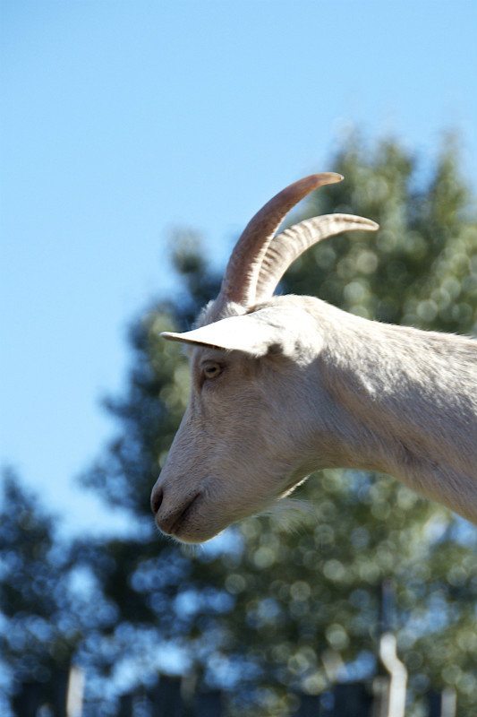 chèvre - goat
